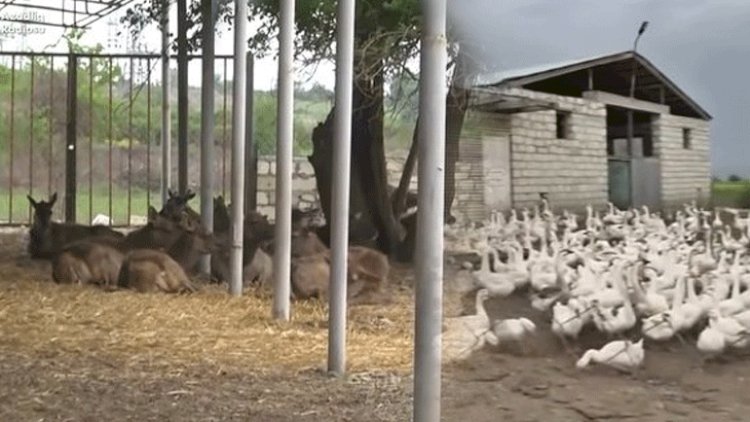    Alimpaşanın maralları ac qalıb: Qaz ferması tapıldı – Şəmkirdən reportaj   