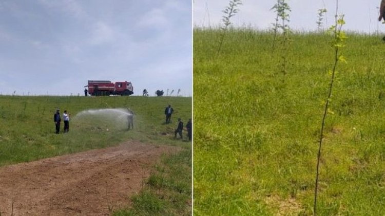    Zəngilanda yeni səpilən palıd toxumları cücərib   - Fotolar