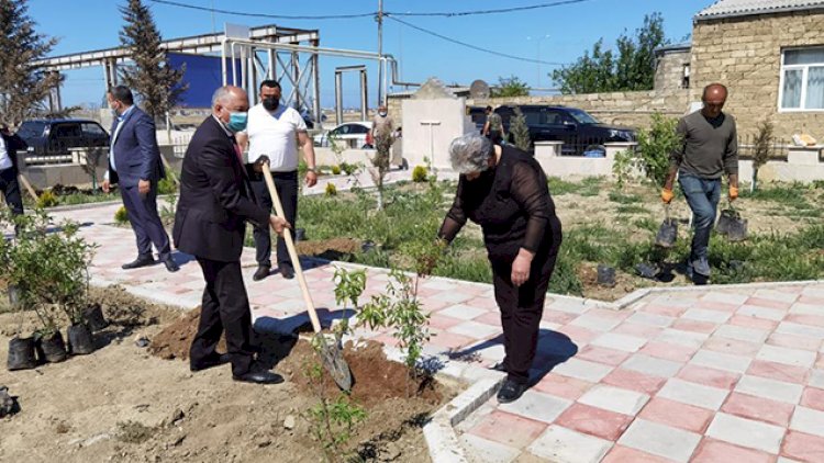    Suraxanıda ağacəkmə aksiyası keçirilib   - Fotolar