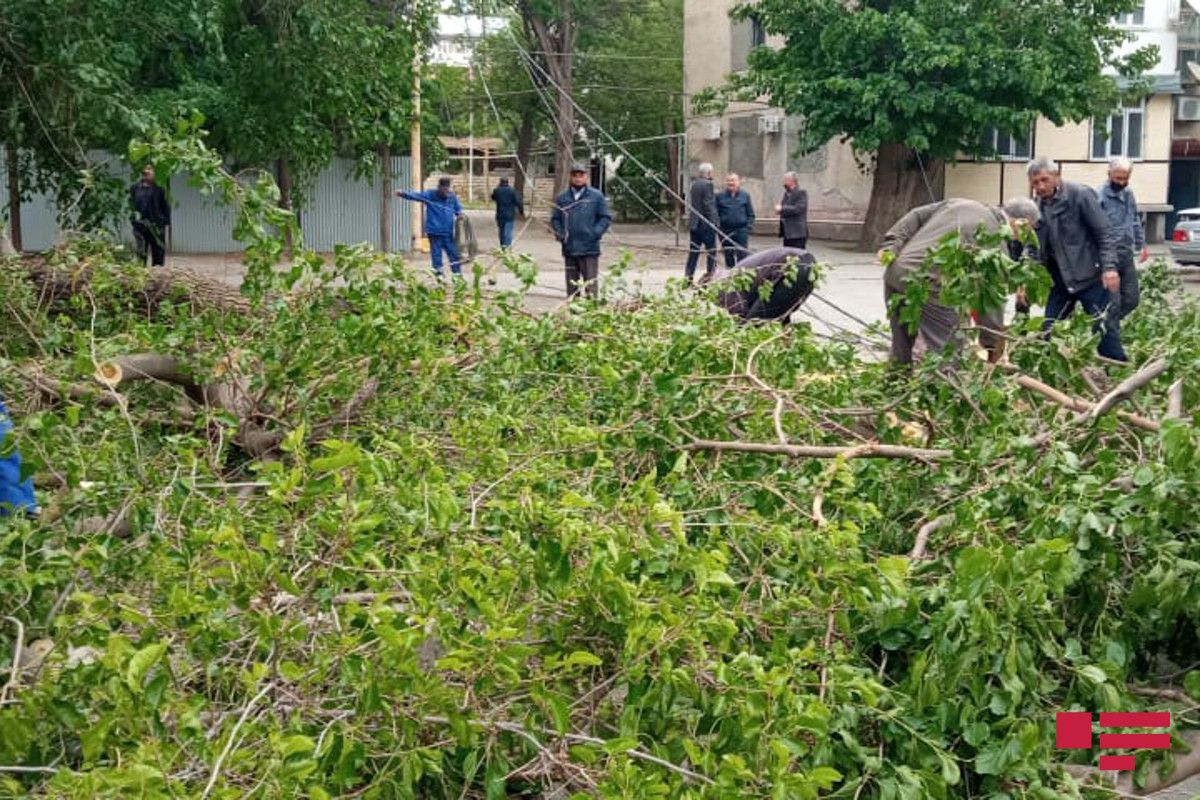Külək şəhərin altını üstünə çevirdi: Ağaclar aşdı, evlər yararsız hala düşdü  - Fotolar