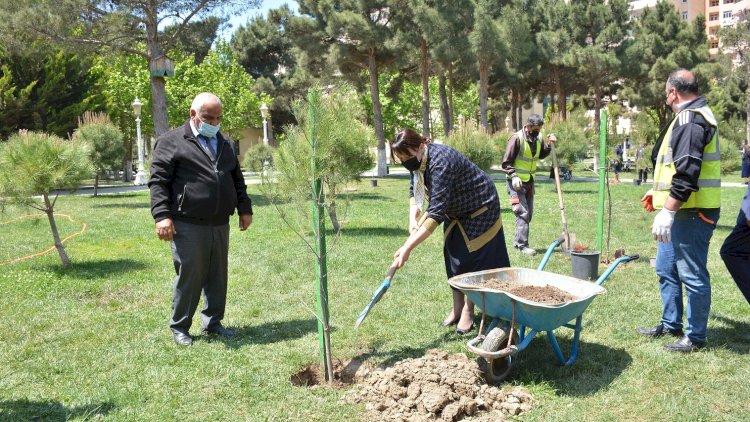    Heydər Əliyevin doğum günündə Abşeronda 2 minə yaxın ağac əkildi   - Fotolar