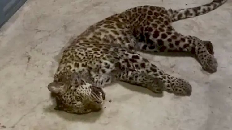    Safari parkından 3 bəbir qaçdı, əhalidən gizlətdilər   