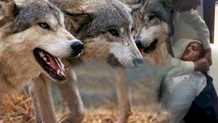    Məktəbliləri xilas edən şəxs danışdı:   “Canavarı boğub öldürdüm”