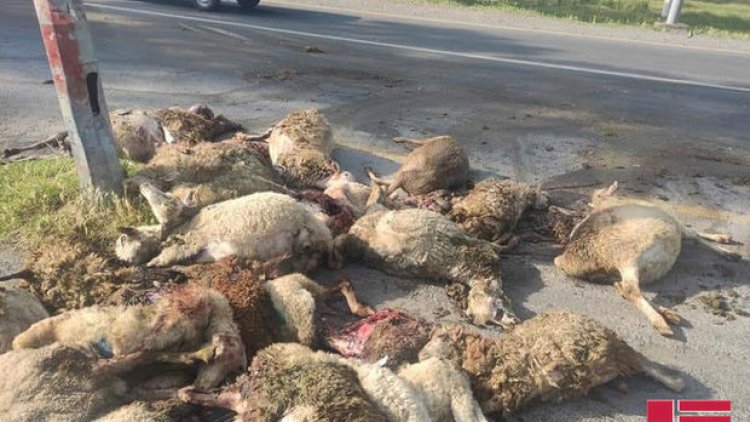    Zaqatalada avtomobil qoyun sürüsünə çırpıldı   - Foto