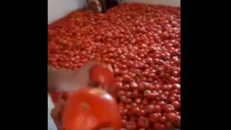    Pomidorlar belə məhv olur – Video   
