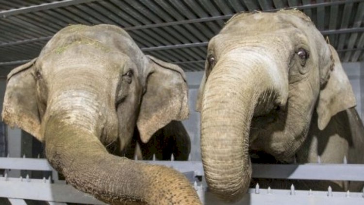    Vüsət alan koronavirus heyvanlarda aşkarlandı - 28 fil yoluxdu, bir aslan öldü   