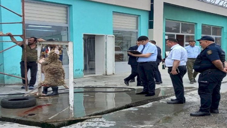    Xaçmazda 15 qanunsuz heyvan kəsimi məntəqəsi aşkarlandı   