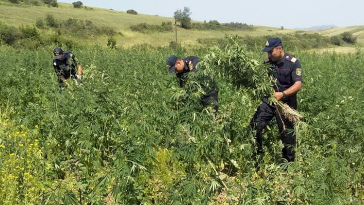   Polislərimiz narkotik “meşəsində” - Fotolar   