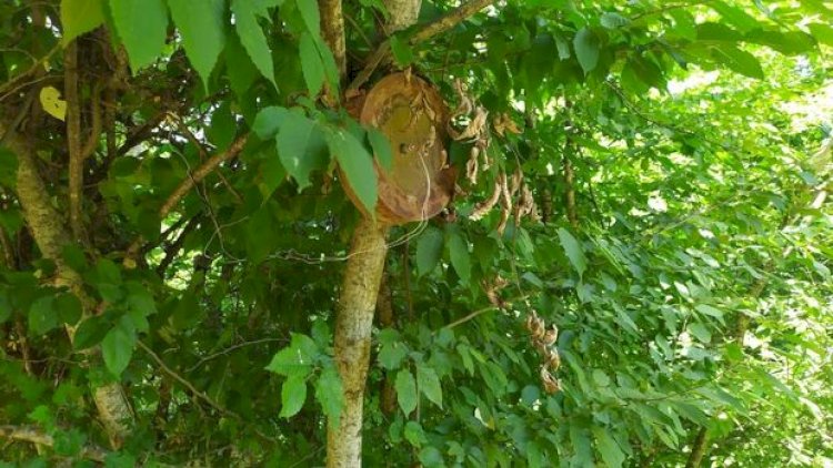    Xocavənddə ağacda tapılan mina ilə bağlı   RƏSMİ AÇIQLAMA + FOTOLAR