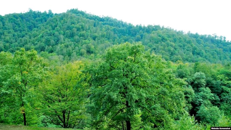    Meşələrin mühafizəsi polisə tapşırılır? - Nazir müavinindən   AÇIQLAMA