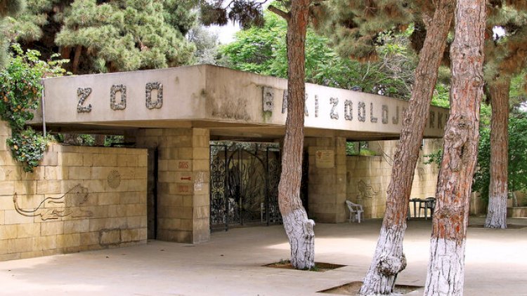    Bakı zooparkına heyvanların köçürülməsinə başlanıldı   