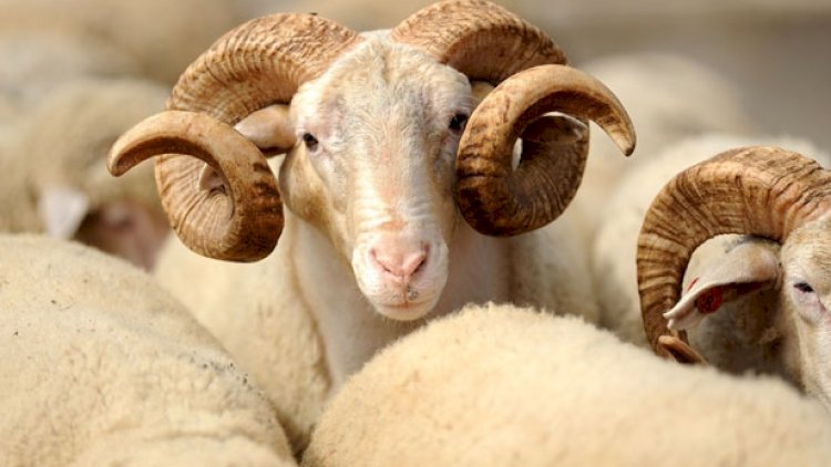    Qurbanlıq heyvanların satışı və kəsimi YERLƏRİ - Siyahı   