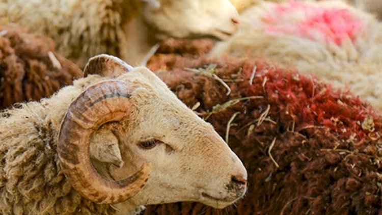    Vətəndaşlar öz həyətində qurban kəsə bilər? - RƏSMİ   