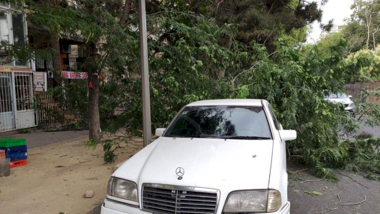    Bakıda ağac avtomobilin üzərinə aşdı    