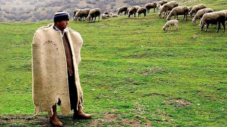    Samuxda qətl: Çoban ferma sahibini ÖLDÜRDÜ   