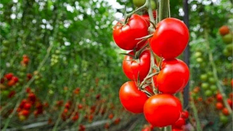    Azərbaycanın daha 34 müəssisəsinə Rusiyaya pomidor ixracına icazə VERİLDİ   