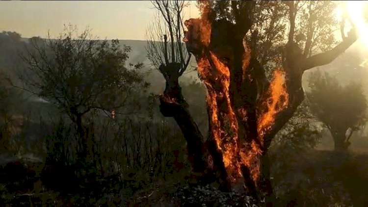    Türkiyənin daha iki bölgəsində yanğın başladı   