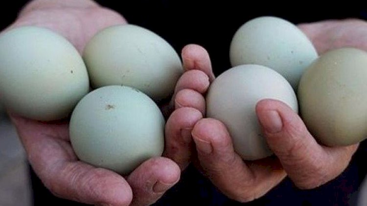    Baş nazirə yumurta atdılar   - Foto