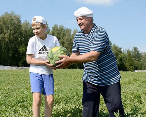 Lukaşenko həyətində qarpız yetişdirir 