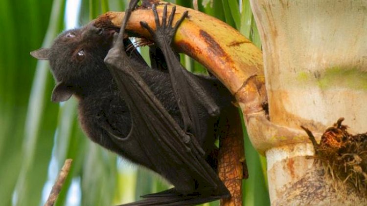    Hindistanda təhlükəli “Nipah” virusu yayılmağa başladı   - Yarasalardan yoluxur