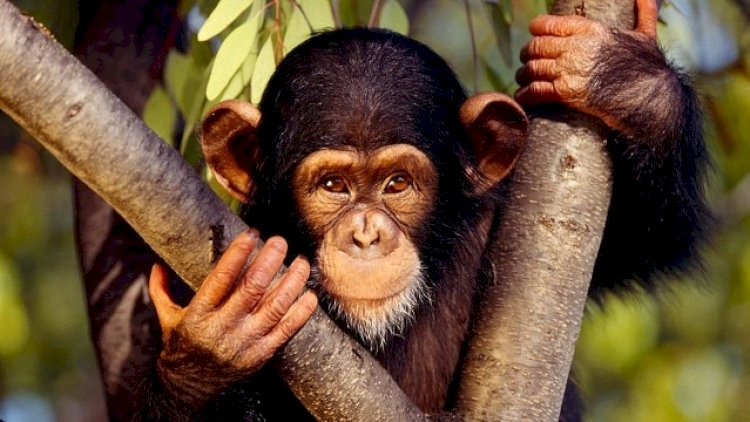    Meymunlarda da koronavirus aşkarlandı   