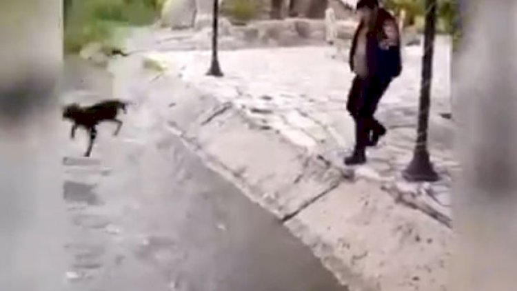    İtə rəhmsiz rəftar göstərənlərin müəyyən edilməsi ilə bağlı araşdırmaya başlanıldı - Video   