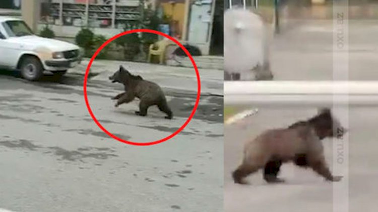    Azərbaycanda ayılar rayonun mərkəzində - Video   