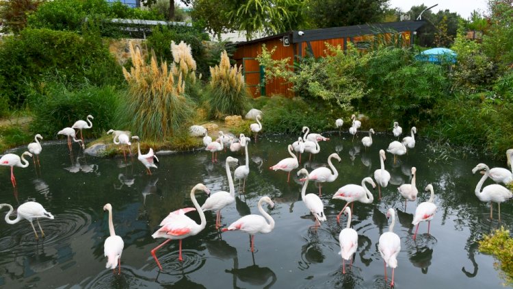    Bakı Zooloji Parkına giriş bileti neçə manat olacaq?   