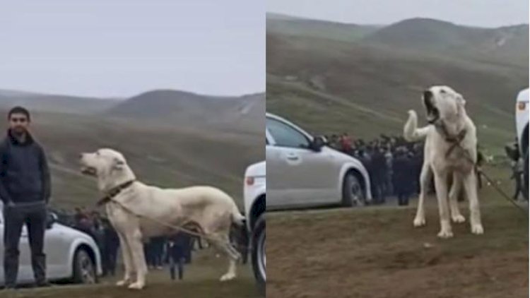    İt yarışlarının keçirilməsi ilə bağlı məsələ nəzarətə götürüldü - Video   