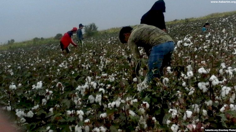   Pambıq planını doldurmayanlara söyüş qoyulub - Türkmənistanda maraqlı qayda   