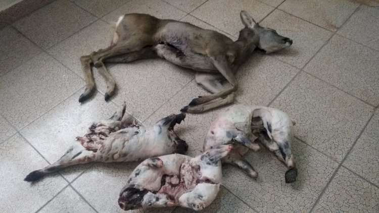    Ovladığı cüyür və porsuqları satmaq istəyən şəxs saxlanıldı   