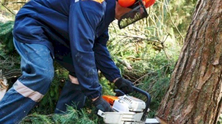    Qanunsuz ağac kəsiminə görə cinayət işi başlanıldı   