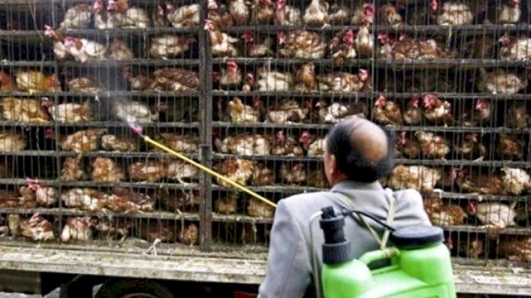    Avropa və Asiyanı ayağa qaldıran yeni epidemiya   