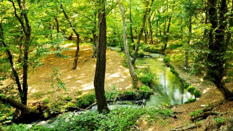    Milli parkda “açıq qapı” günü keçiriləcək   - Fotolar