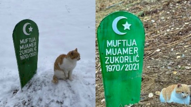    Pişiyin bu hərəkəti görənləri heyrətləndirdi   