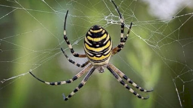    “Hörümçək“, yoxsa “spayder“? - Akademiyadan açıqlama   