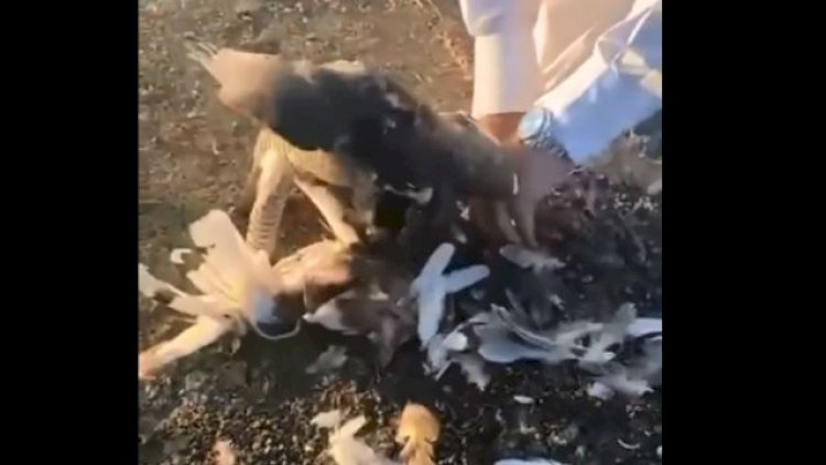    Qanunsuz ov edən ərəblərlə bağlı nazirlikdən açıqlama    