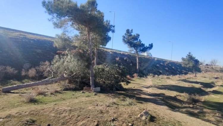    Ağacları kəsənlər cəzasız qalmayacaq: Dövlət qurumu hərəkətə keçdi   