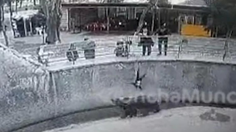    Daşkənddə ana qızını ayının qəfəsinə belə atdı - Video   