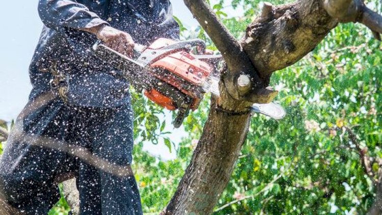    Ağacları kəsən bələdiyyə sədrinə cinayət işi açıldı   