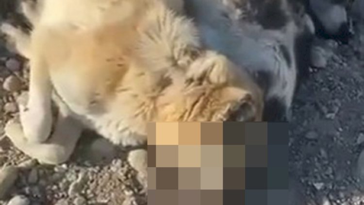    İtlərin kütləvi şəkildə öldürülməsi ilə bağlı - Rəsmi açıqlama   + Video