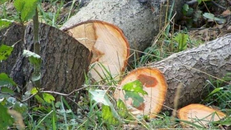    Oğuzda ağacların kəsilməsi ilə bağlı   AÇIQLAMA