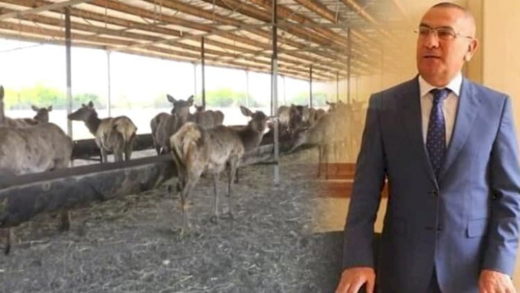    Şəmkirin həbs olunan icra başçısının maralları Salyana aparıldı   