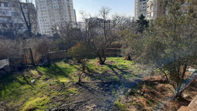    Dövlət qurumu ağacların kəsilməsini araşdırır   