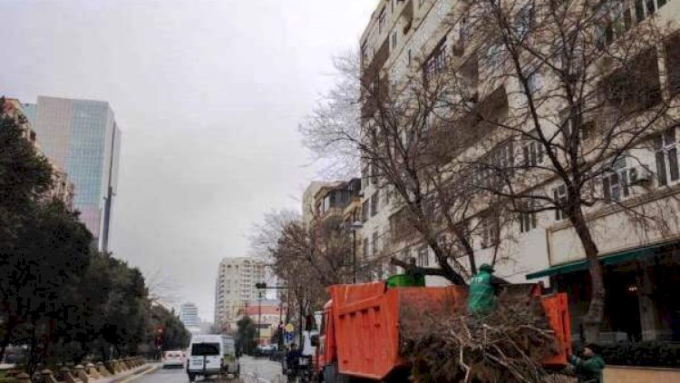    Yaz mövsümü ilə bağlı Bakıda ağaclar əkilir - Fotolar   
