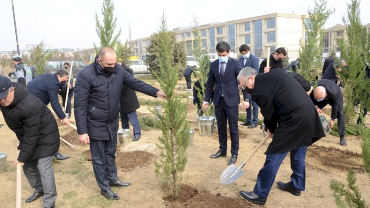    Bakıda Xocalı şəhidlərinin xatirəsinə 613 ağac əkildi   - Fotolar