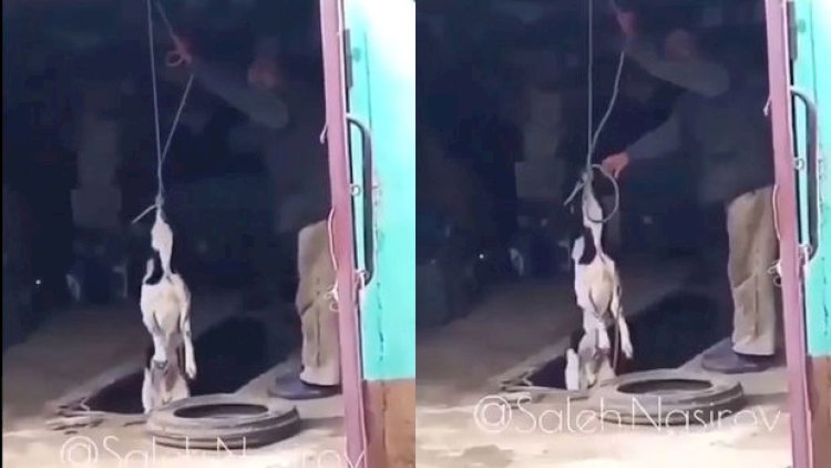   Azərbaycanda itə ağlasığmaz işgəncə verdilər - Video   