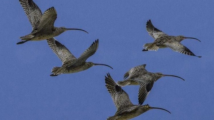    Rusiyadan yeni iddia: “Bioloji silahı quşlarla daşıyırlar”   