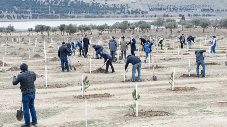   Xocasən qəsəbəsində 4000 ağac əkildi - Fotolar   