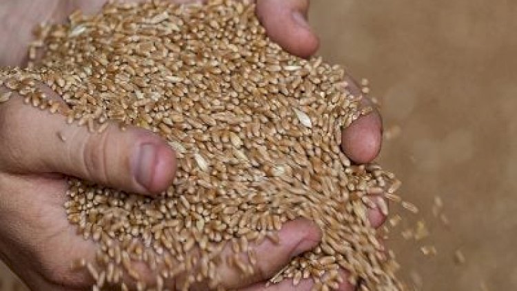    Rusiya qonşu ölkələrin buğda ixracını nəzarətdə saxlamağa çalışır   